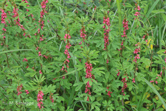 Indigofera trifoliata